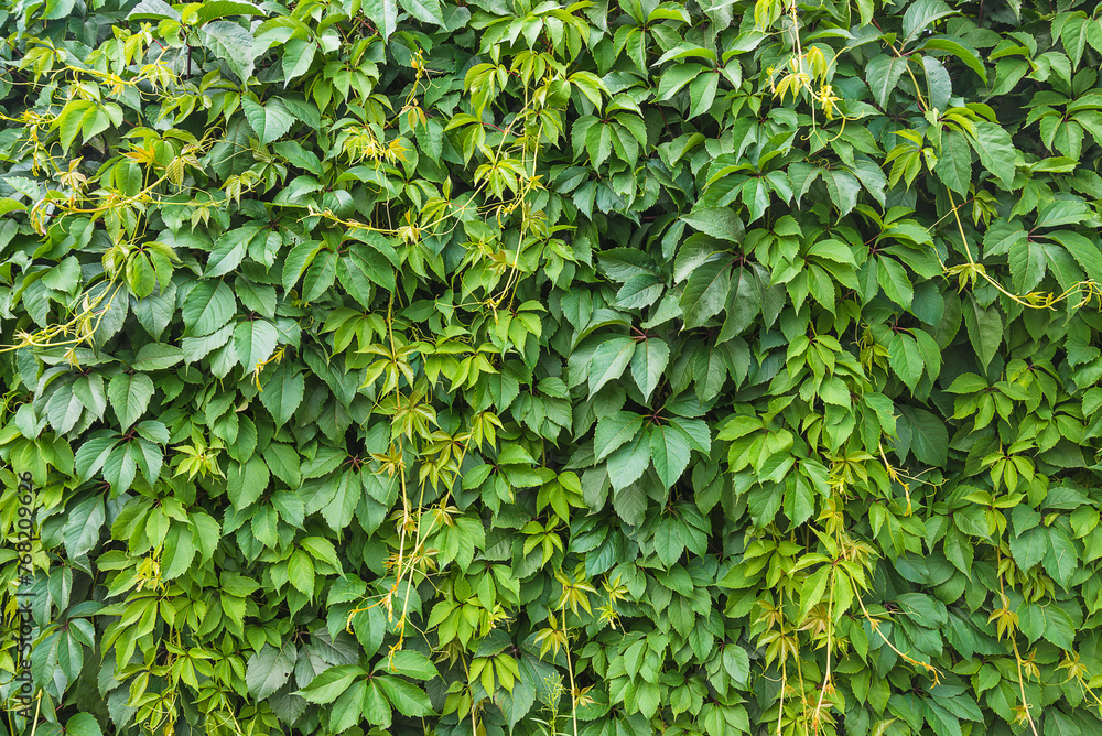 Parthenocissus quinquefolia, Virginia creeper, Victoria creeper, five-leaved ivy, five-finger background; Natural background - obrazy, fototapety, plakaty 