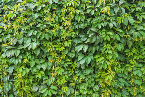 Parthenocissus quinquefolia, Virginia creeper, Victoria creeper, five-leaved ivy, five-finger background; Natural background photo