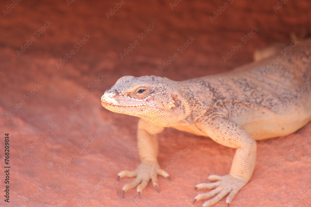 Naklejka premium Desert Iguana