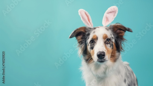 Cachorro fofo com orelhas de coelho isolado no fundo azul photo