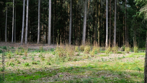 FU 2022-08-27 SchnuckeHin 303 Vor dem Waldrand ist eine Wiese mit markanten Grasbüscheln