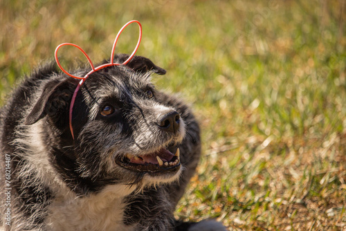 Cute Senior Happy Easter Smiling Black and White Terrier Mixed Breed Dog Wearing Pink Bunny Rabbit Ears Headband with Space for Text