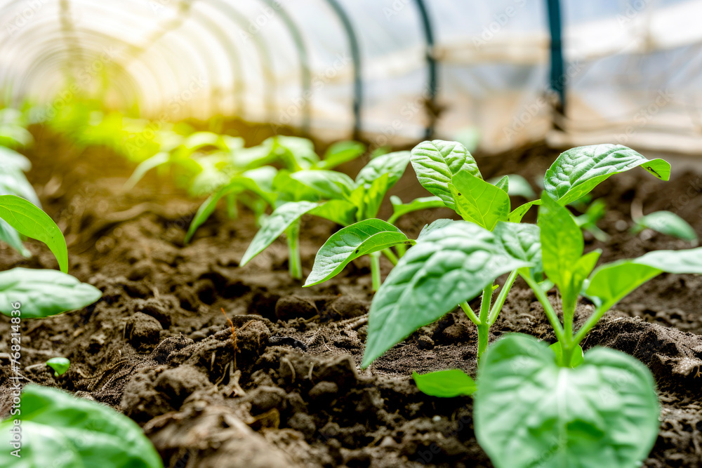 Greenhouse tunnel with young fresh organic vegetables Greenhouse tunnel with young fresh organic vegetables