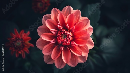 A beautiful red dahlia flower in full bloom against a dark background. The petals are soft and velvety, and the flower is perfectly symmetrical.