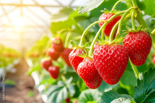 A bunch of red strawberries hanging from a plant