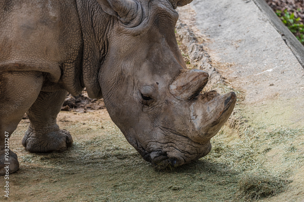 photographs of rhinos in semi-freedom at the zoo photographs of rhinos in semi-freedom at the zoo