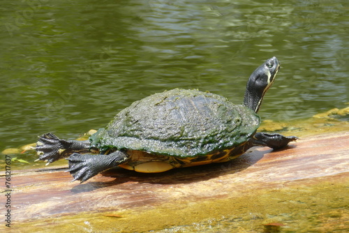 turtle sunning on a log