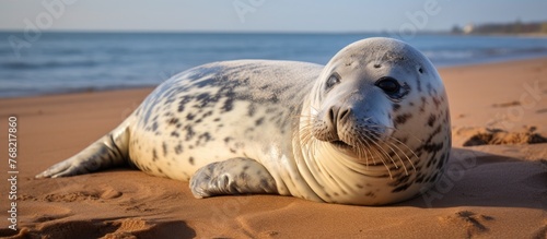 A grey seal is seen resting on top of a sandy beach at Horsey Gap in Norfolk, UK. The seals sleek gray fur contrasts with the golden sand as it enjoys a moment of relaxation by the sea.