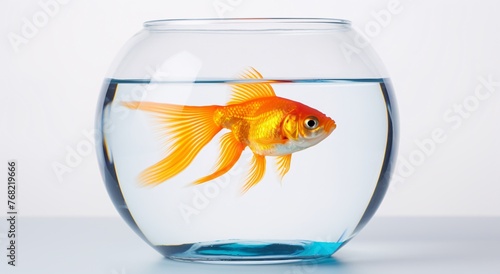 a goldfish in a bowl of water
