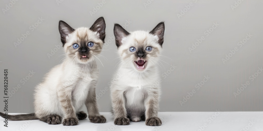 Two Adorable Siamese Kittens Singing Happy Birthday. Cute Siamese Cat and Kitten Standing and Sitting. Best Birthday Card with Animal Mammal Pet