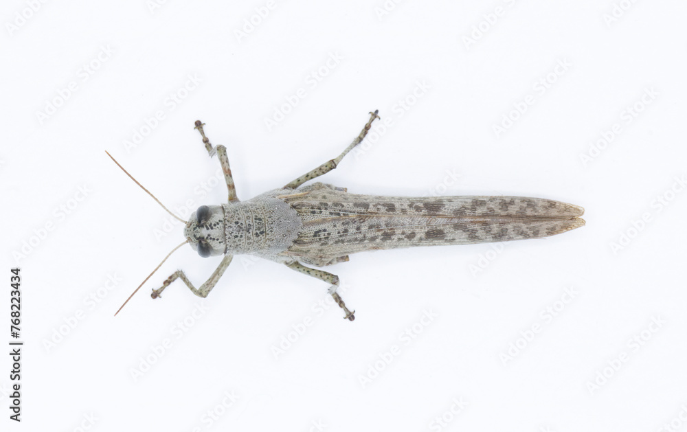 Obraz premium Large wild adult rusty bird grasshopper - Schistocerca rubiginosa - in great detail grey and red orange color markings. isolated on white background top dorsal view