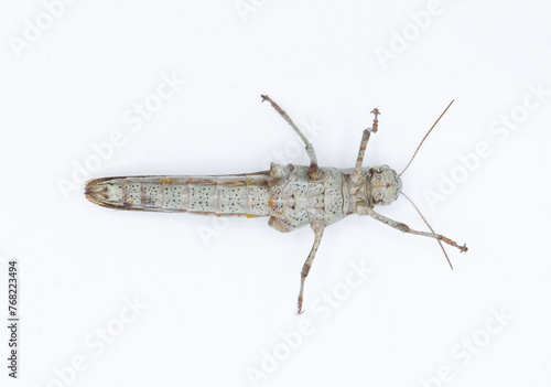 Large wild adult rusty bird grasshopper - Schistocerca rubiginosa - in great detail grey and red orange color markings. isolated on white background bottom ventral view photo