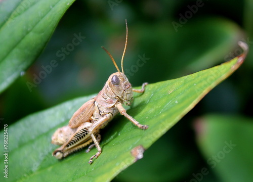 grasshopper on a leaf © Tammy