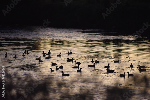 aves acuáticas