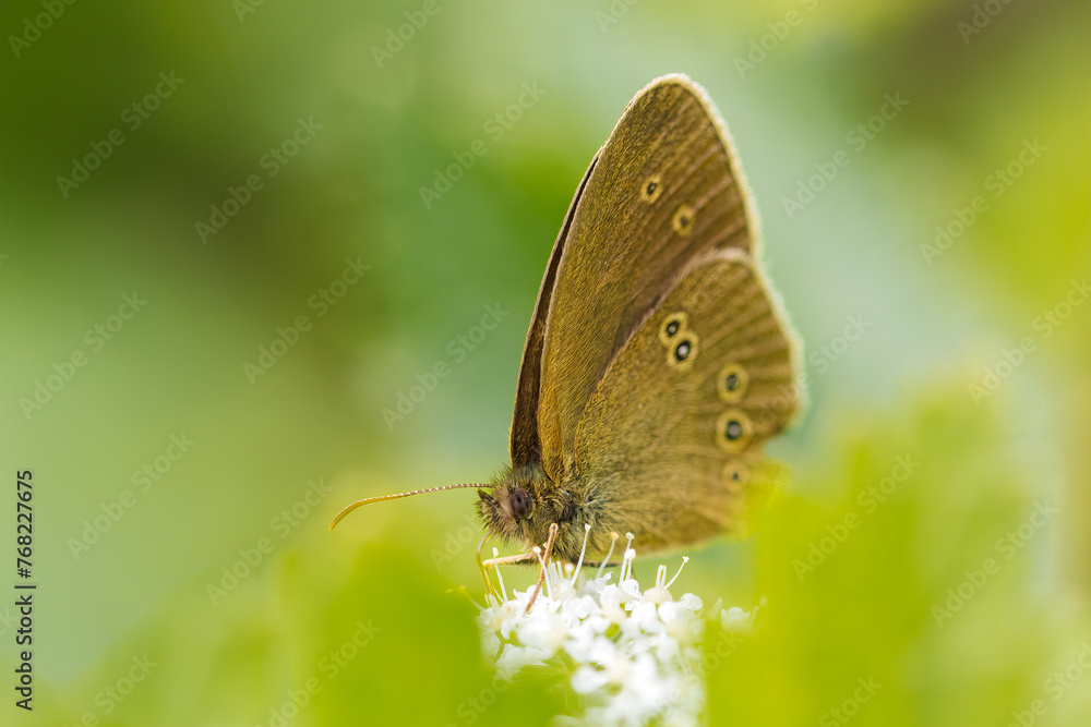 Fototapeta premium butterfly on leaf