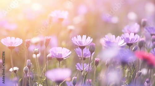Beautiful wildflowers on a meadow with blurred sunlight background. Nature landscape concept. © Alpa