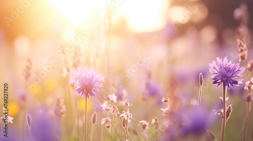 Beautiful wildflowers on a meadow with blurred sunlight background. Nature landscape concept.