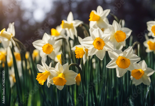 Daffodils blooming. Daffodil flowers bloom at sunset. AI generated