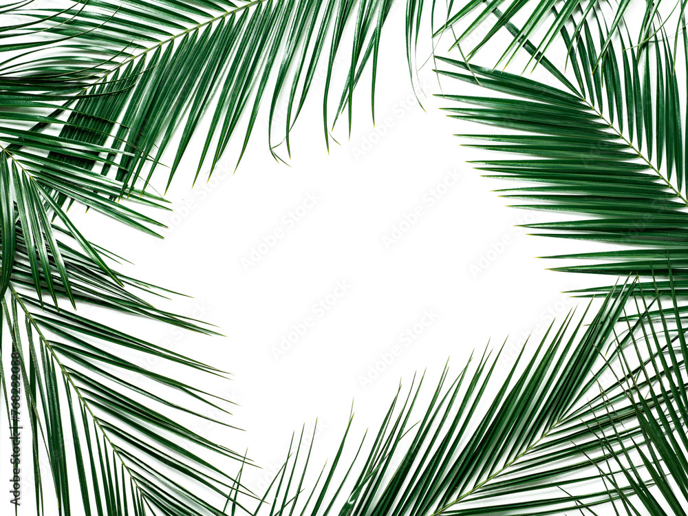 Palm leafy green freshness cut out backgrounds 3d illustrations png file
