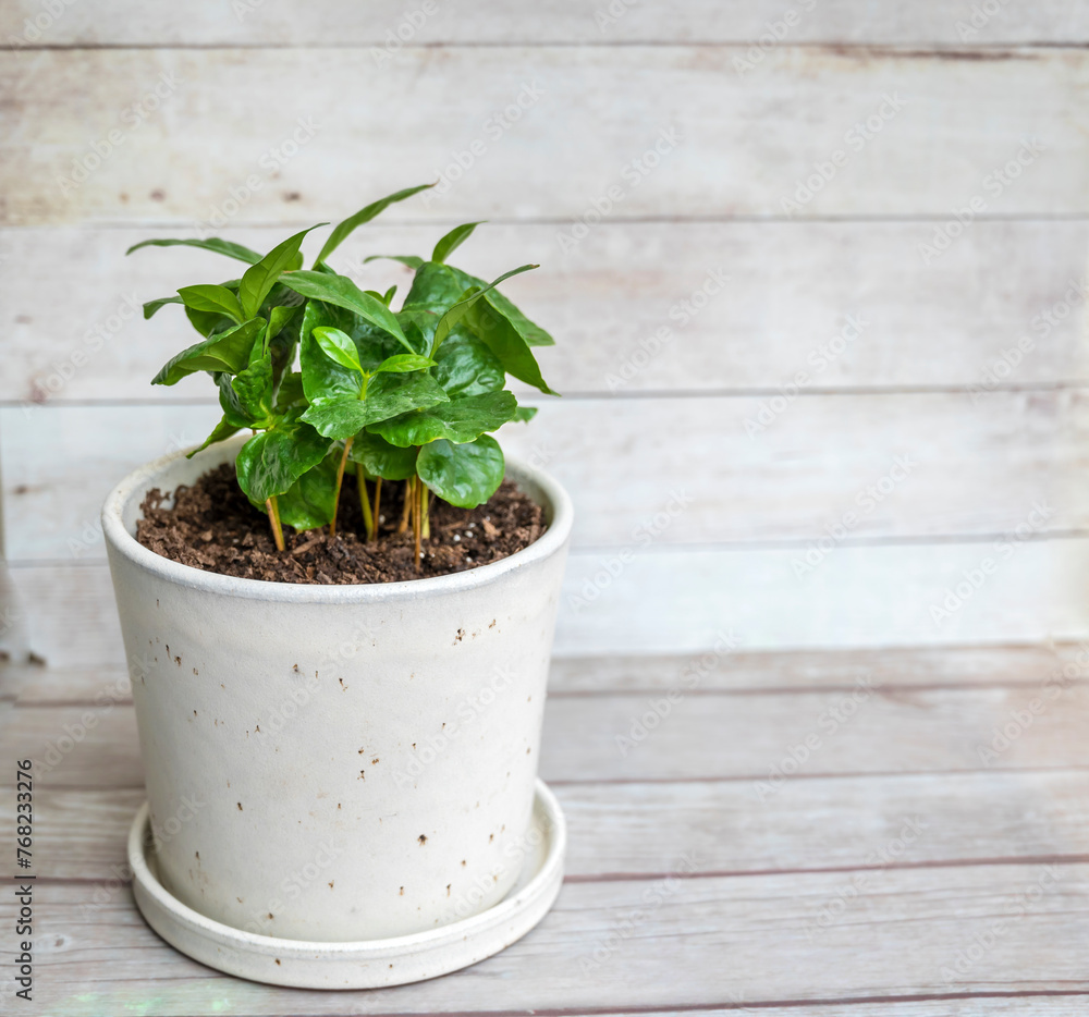 Fototapeta premium Green Coffee plant in a white pot on wooden background 