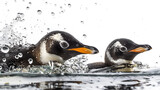 Penguin Chick's Initial Swim Adventure