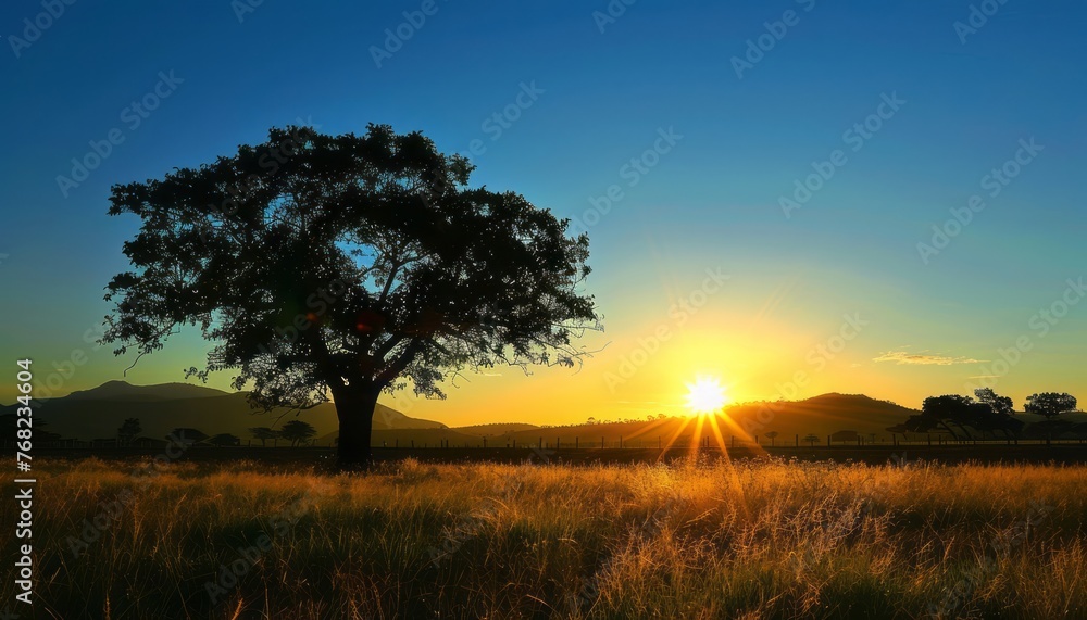 Tree in Field With Sunset Background