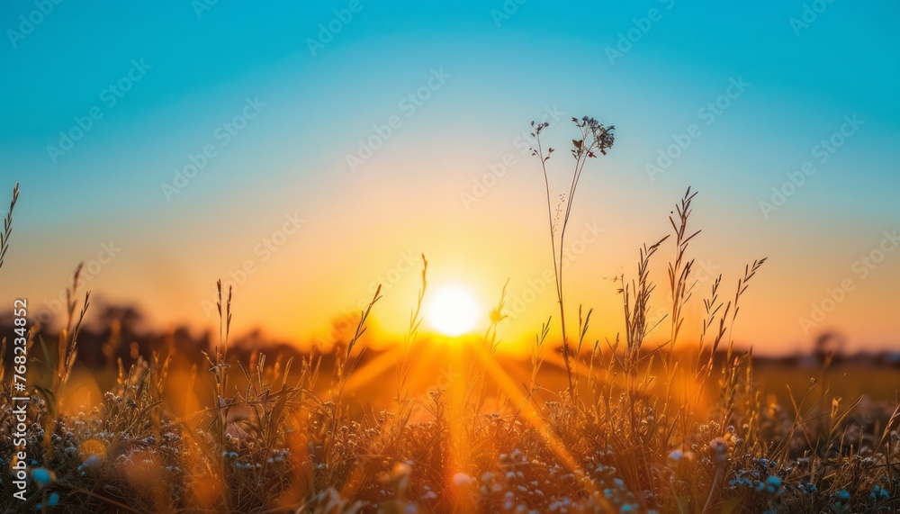 Sun Setting Over Field of Grass Sun Setting Over Field of Grass