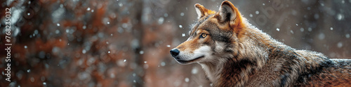 portrait of gray wolf in winter in forest with snow close-up