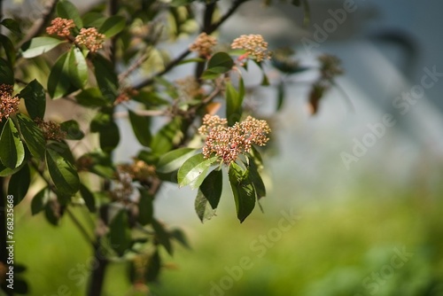 a selective focus of a plant in a tree with leafs called japanese photinia
