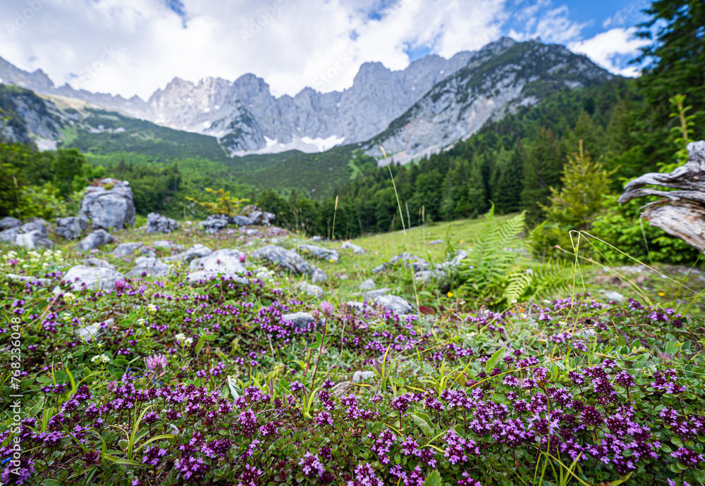 Wandern im Sommer in den Alpen - zarte lilagefärbte Blüten auf einer Bergalm mit majestätischem Hochgebirge im Hintergrund.