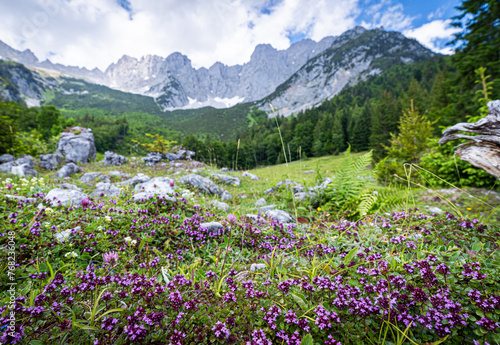 Wandern im Sommer in den Alpen - zarte lilagef  rbte Bl  ten auf einer Bergalm mit majest  tischem Hochgebirge im Hintergrund.