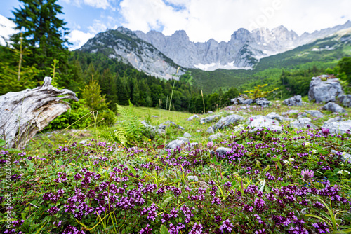 Wandern im Sommer in den Alpen - zarte lilagefärbte Blüten auf einer Bergalm mit majestätischem Hochgebirge im Hintergrund. © Countrypixel