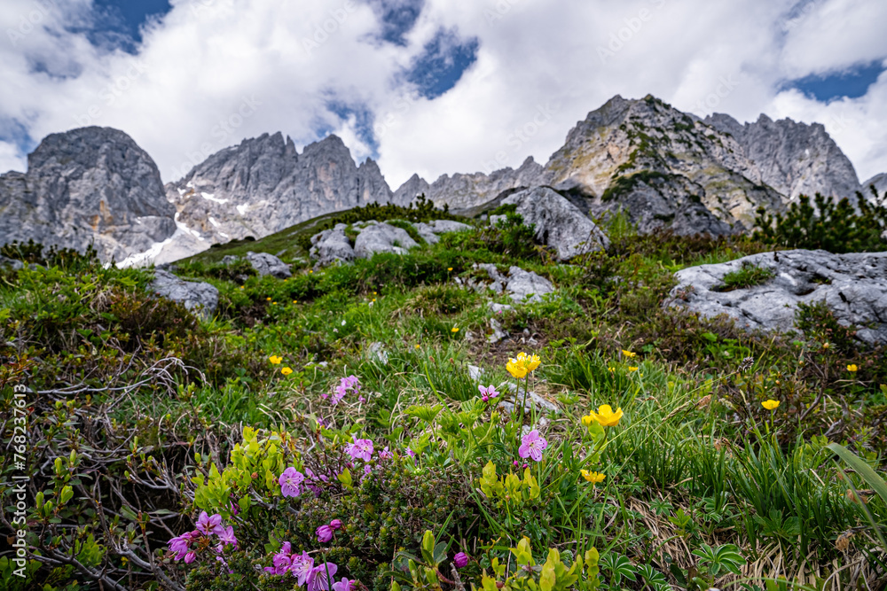 Wandern im Hochgebirge - bunte Blumen blühen auf den kargen Felsen direkt am Wilden Kaiser in Tirol.