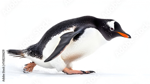 Penguin sliding gracefully across the ice