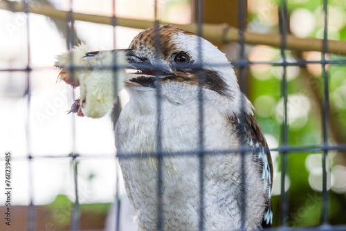 Bird Feeding in an enclosed Cage (ID: 768239485)