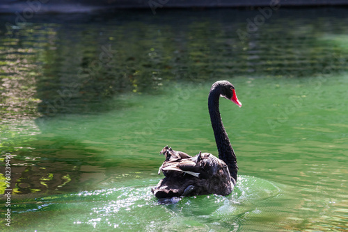 Swan Bird Relaxing Black (ID: 768239490)