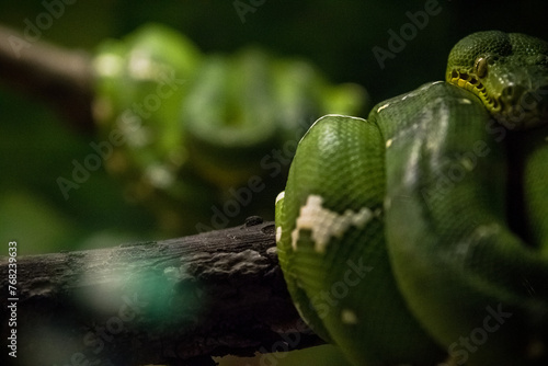 Green Snake Bokeh Third (ID: 768239633)