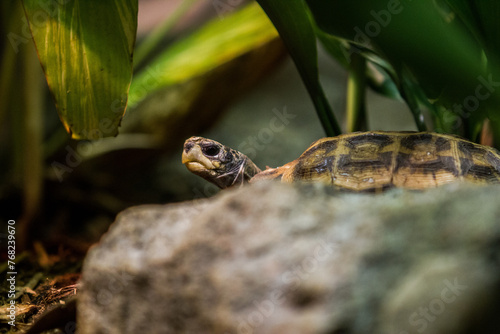 Turtle in an Enclosure Bokeh (ID: 768239670)