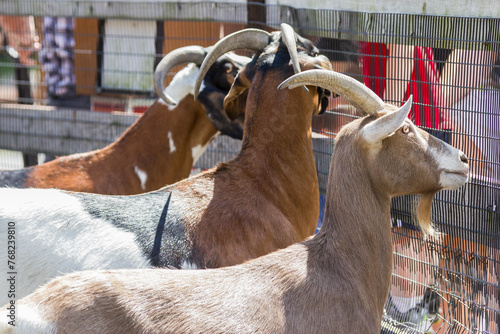 Goats in an Enclosure (ID: 768239810)