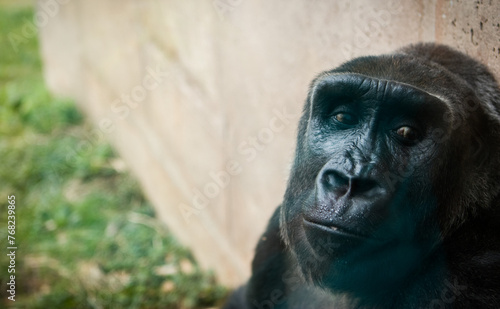 Gorilla Right Side Relaxing with Expression (ID: 768239865)