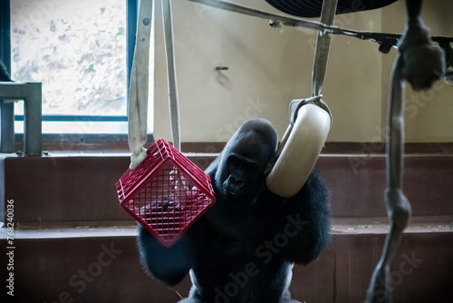 Silverback Gorilla in an Enclosure Philadelphia  (ID: 768240036)