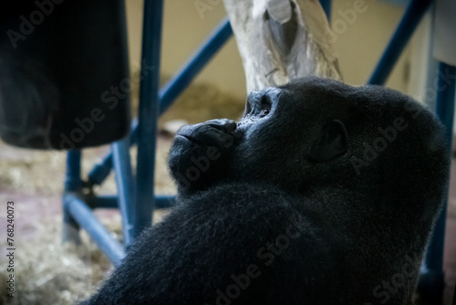 Silverback Gorilla in an Enclosure Philadelphia  (ID: 768240073)