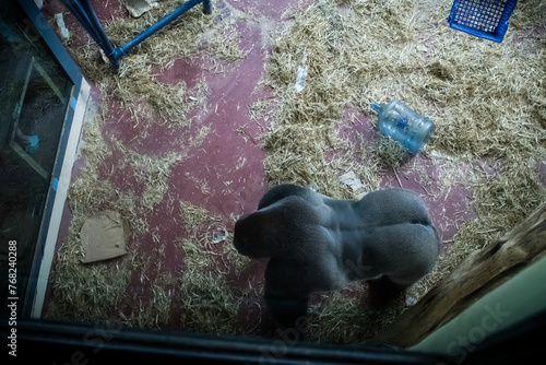 Silverback Gorilla in an Enclosure Philadelphia  (ID: 768240288)