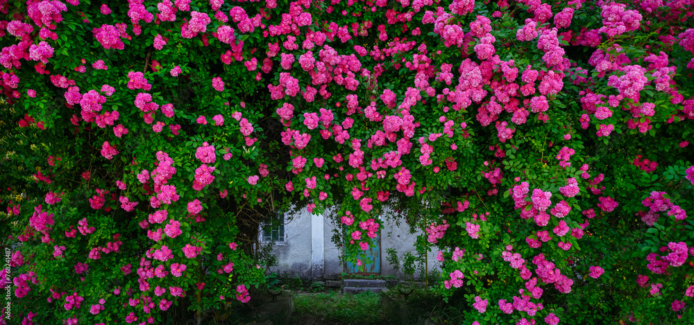Naklejka premium Fantastic pattern of Climbing roses on the wall of the house in full bloom.