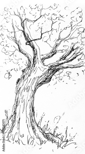 Hand drawn illustration of a tree