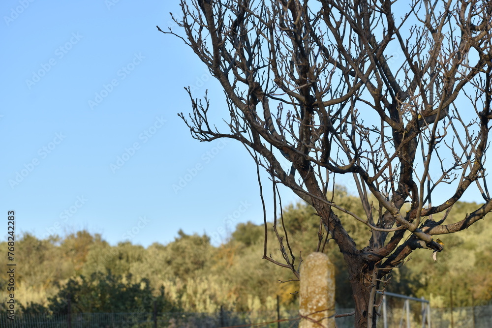 Fototapeta premium tree in the autumn