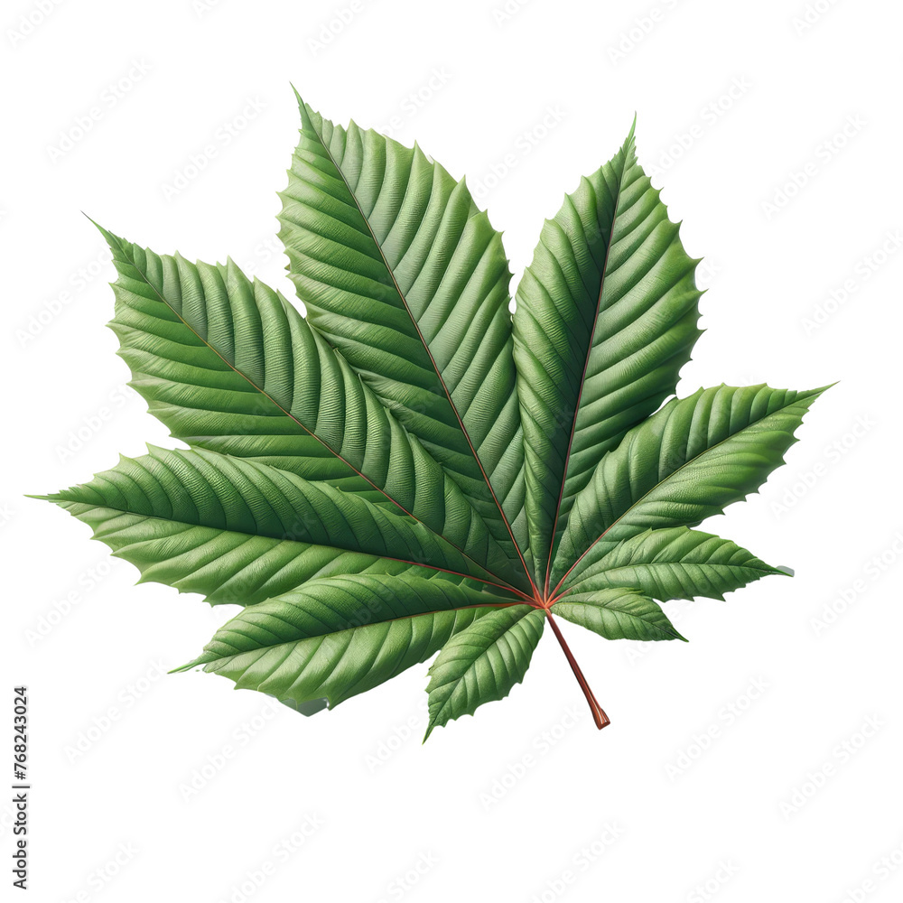 Isolated Green Leaf on a Clear PNG Canvas, Generative AI Isolated Green Leaf on a Clear PNG Canvas, Generative AI