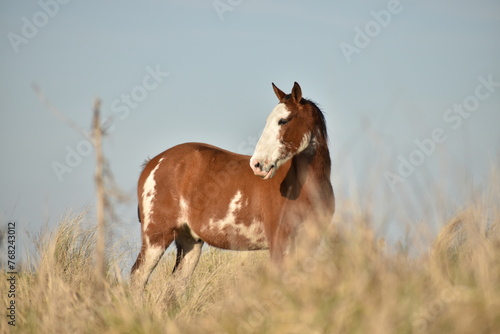 caballo horse