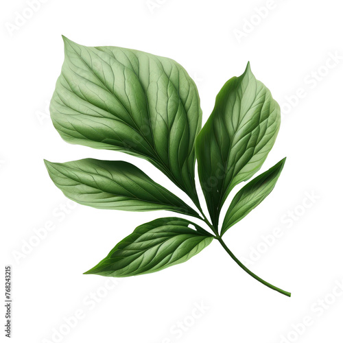 Isolated Green Leaf on a Clear PNG Canvas, Generative AI