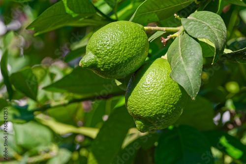 Close-up of green lemon hanging on a tree branch